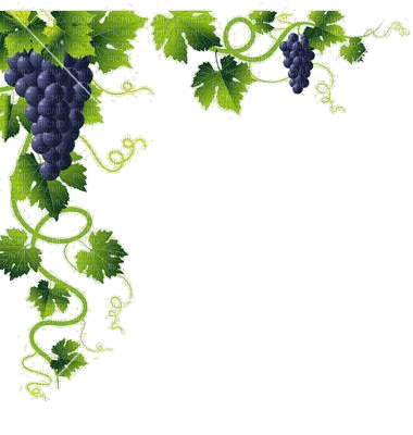 Weintrauben, dunkel, grapes - bezmaksas png