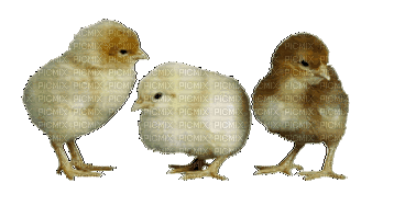 Птицы - 無料のアニメーション GIF