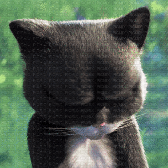 Kitty Softpaws - GIF animate gratis