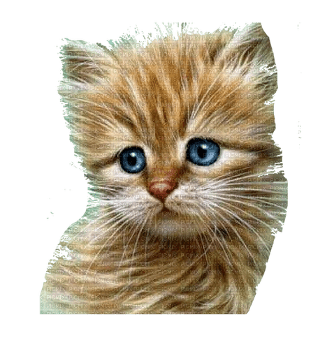 charmille _ animaux _ chat - zdarma png