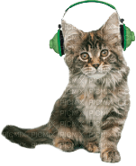 Kathleen Reynolds Cat Kitten - 免费PNG