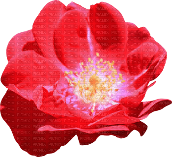 Y.A.M._Flowers - ilmainen png