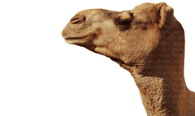 camel, kameli - png gratis