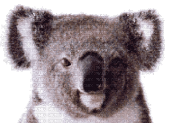 Australia animals koala bp - GIF animate gratis