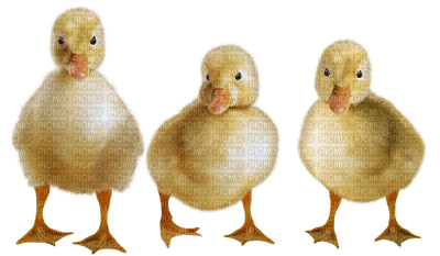 ankat, ducks, lintu, birds - kostenlos png