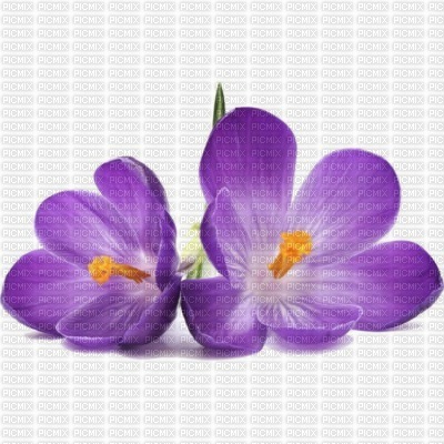 fleur mauve - PNG gratuit
