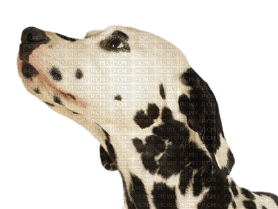dog hund chien animal tube - 免费PNG