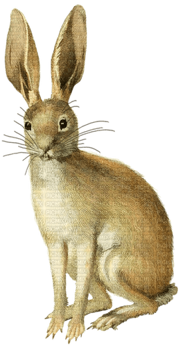 Un conejo - Free PNG