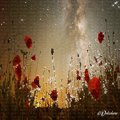 dolceluna poppy poppies field animated background - GIF animate gratis