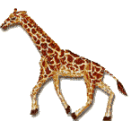 girafe - Zdarma animovaný GIF
