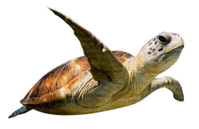 Kaz_Creations Turtle - kostenlos png