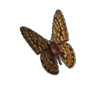 butterfly - 免费动画 GIF
