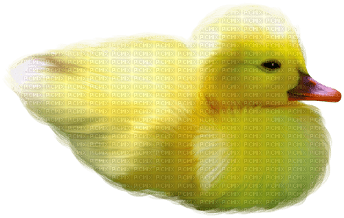 Duck.Yellow.Orange - PNG gratuit
