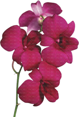 orchids cerise bp - Free PNG