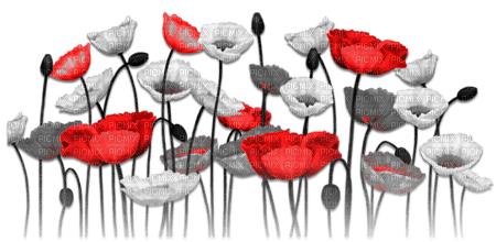 soave deco flowers poppy red black white - png gratis
