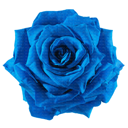 blue rose Bb2 - nemokama png