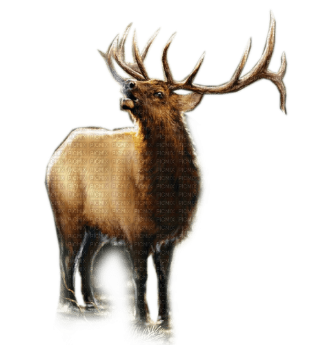Rena Hirsch Forest Animal Wald - 無料png