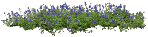 Plate-bande de fleurs - darmowe png