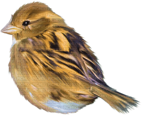 fågel-brun - безплатен png