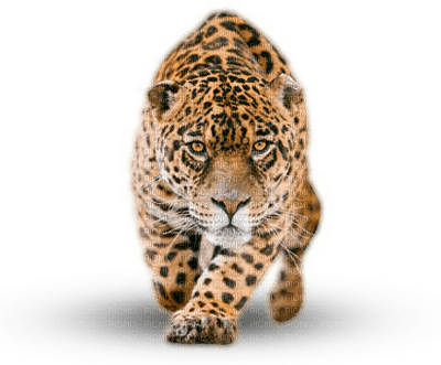 jaguar - kostenlos png