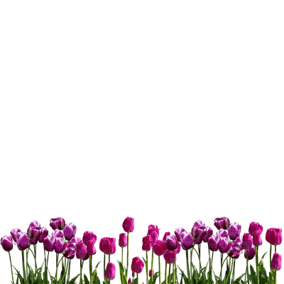 tulips - zadarmo png