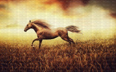 HORSE - PNG gratuit
