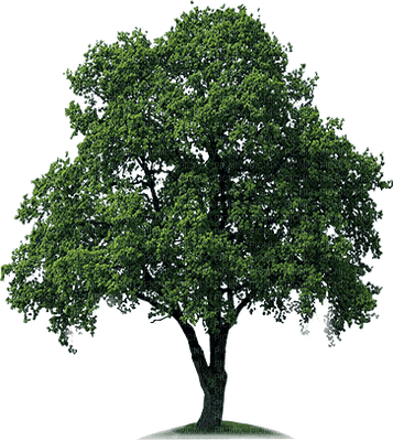 trees bp - besplatni png
