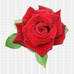 RED ROSA - Free PNG