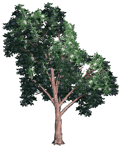 Деревья - GIF animado grátis
