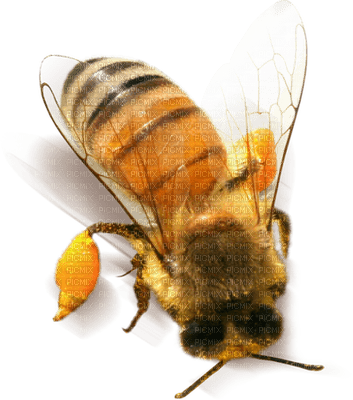 Kaz_Creations Bees Bee - darmowe png