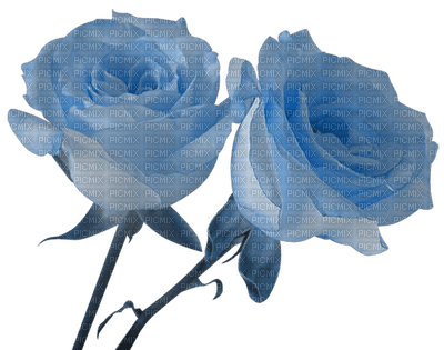 rose bleu.Cheyenne63 - gratis png