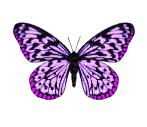 butterfly - Animovaný GIF zadarmo
