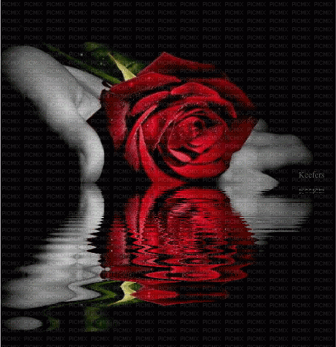Rose, Wasser - Ilmainen animoitu GIF