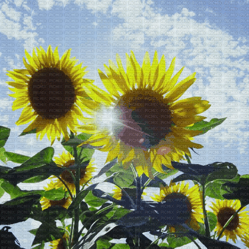 Background Sunflower - Бесплатный анимированный гифка