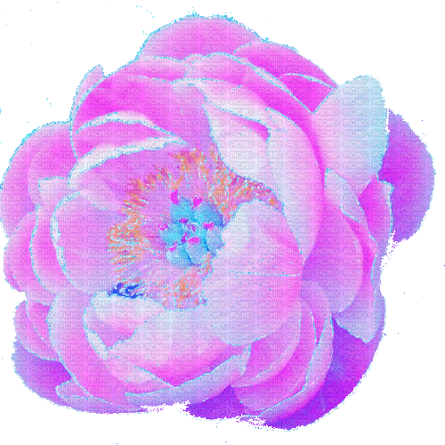 peony flower - Free animated GIF