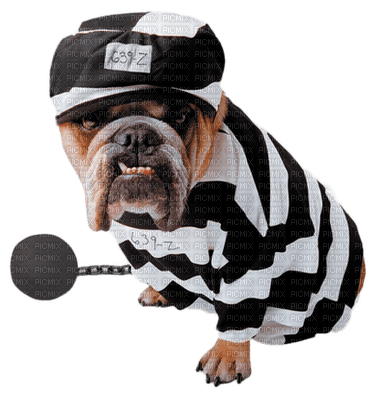 dog dress up bp - Free PNG