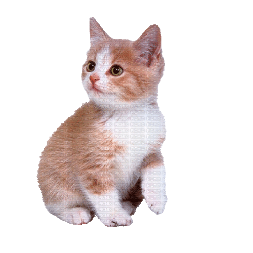 Cute Kitten - Animovaný GIF zadarmo