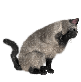 Kaz_Creations Cat Kitten - png grátis