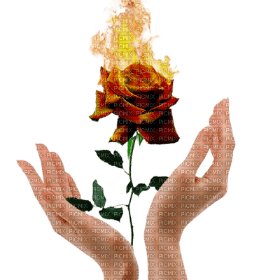 fire rose - png ฟรี