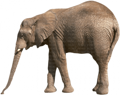 Kaz_Creations Elephants Elephant - 免费PNG