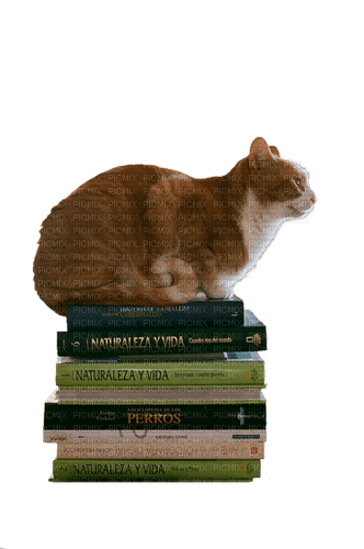 Cat on books - gratis png