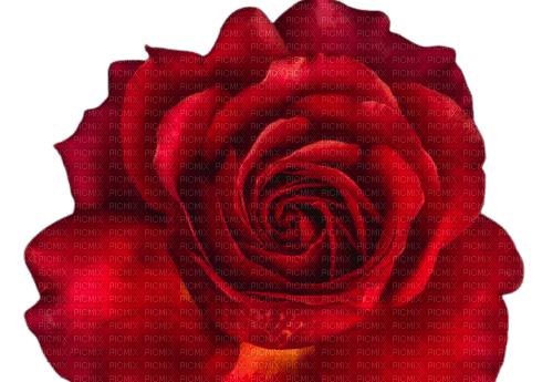 red rose 8 - gratis png