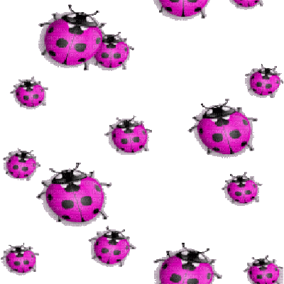 ladybug marienkäfer insect coccinelle ladybird   tube spring printemps summer ete frühling animal animals animaux   mignon fun gif anime animated animation pink - Nemokamas animacinis gif