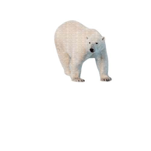 maj ours blanc - gratis png
