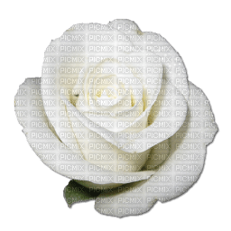 white rose sunshine3 - PNG gratuit