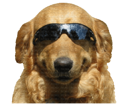 Kaz_Creations Dogs Dog Glasses - Gratis animerad GIF