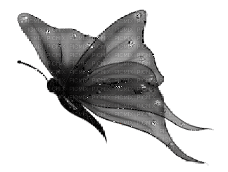 gif borboleta black - GIF animé gratuit