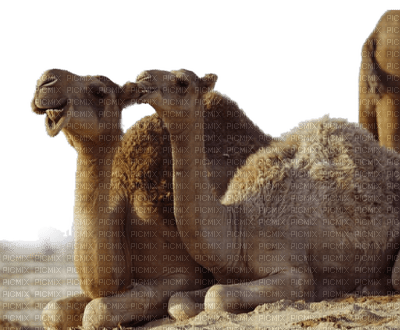 camel bp - безплатен png
