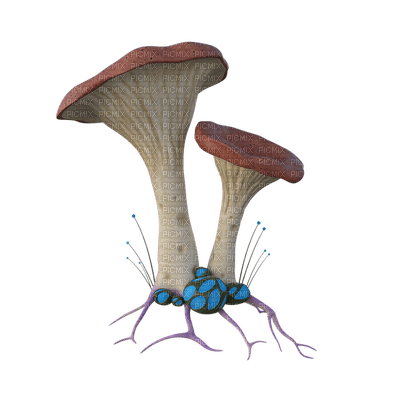 mushroom, sieni - Free PNG