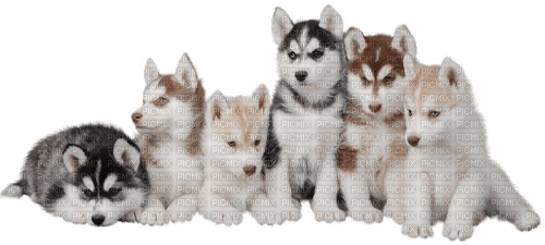 husky pups - Free PNG